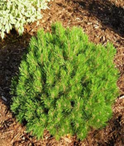      Pinus mugo 'Mops'  